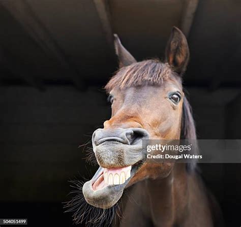 4,552 Funny Horses Stock Photos & High。